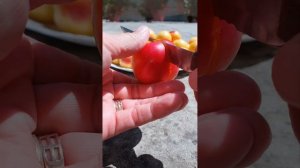 Алыча Румяная зорька.