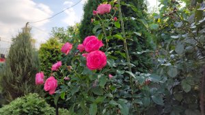 Розы начинают цвести повторно, как обрезала гауру. Небольшая прогулка по южному саду 24.07.2025 г.