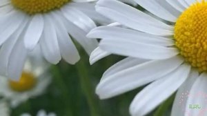 Истории из жизни: ✅ Несвоевременная любовь. Аудио рассказы Жизненные истории