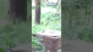 купание дятла