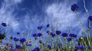 ВАСИЛЬКОВАЯ ТРОПА