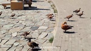 Парк на Ходынке