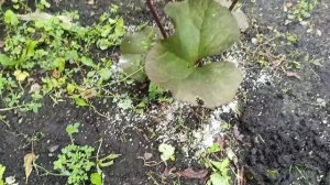 Самый простой способ борьбы со слизнями и улитками.28.07.2025