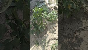 продолжаем обкладывать яму под септик