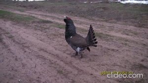 video-94044985_456242690-720
#глухарь#глухарь_весной#брачный_глухарь#тайга#