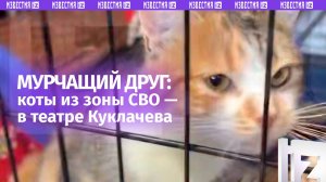 Коты из зоны СВО будут выступать в Театре Куклачева: новых «актеров» уже встретили