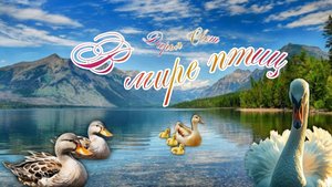 Лебеди на пруду. Музей-заповедник Царицыно. Июль 2025