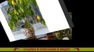 КУПИТЬ САЖЕНЦЫ ЛИМОНА И МАНДАРИНА В СОЧИ ❗ КАК УХАЖИВАТЬ ЛИМОН ДОМА