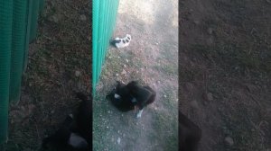 Пёс 8 серия Шенки едят и играют на природе