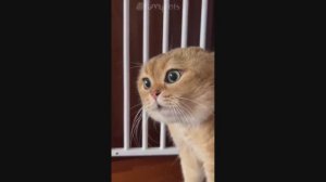 Смешные Коты #36
