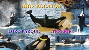 ШОУ КОСАТОК в ЛОРО-ПАРКЕ (как это выглядит сейчас и каким это Шоу было 20 лет назад). Тенерифе.