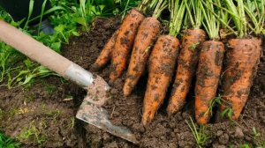 Августовская подкормка моркови: как повысить сахаристость и лежкость корнеплодов