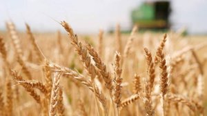 Аграрии юга России могут потерять до 25% урожая из-за засухи