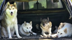 Косточки  от борща