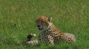 Дикие животные Африки - расслабляющая музыка