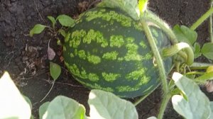 Обзор арбузов на моей бахче