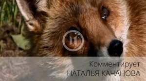 КИНОметафора: комментарий 14 | автор Наталья Качанова