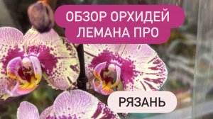 🟣ОБЗОР ОРХИДЕЙ Лемана Про Рязань. до 980р🔥 #новыеорхидеи #покупкаорхиде #обзорорхидей #рязань