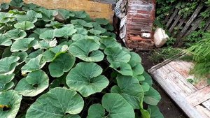 Тыква выросла в неожиданном месте, 28 июля.