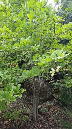 Привожу в порядок магнолию