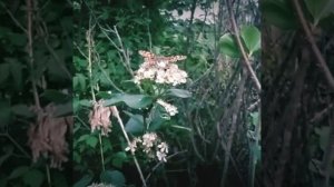 Mourning Cloak butterfly on chokeberry flowers.  #flowers #village #dayinmylife #nature