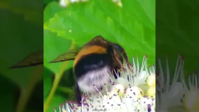 2022-06-20_7111410117941169409_720p [clean_gentle_lossless_1]