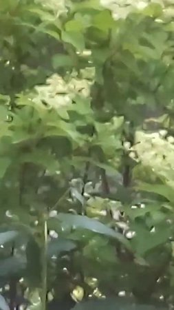 #nature #flowers #garden