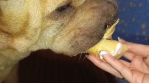 Шарпей ест мороженое🍦Все,даже взрослые собачки,любят мороженое.