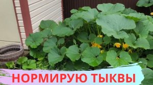 КАК ПРОНОРМИРОВАТЬ ТЫКВУ