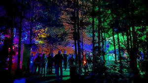 Устроили дискотеку в лесу