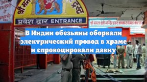 В Индии обезьяны оборвали электрический провод в храме и спровоцировали давку
