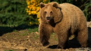 Бурый медведь удивительные факты