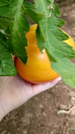 Поспел томат🍅 Мадрид 💃💃💃💃