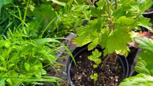 Обзор саженцев хризантемы на продажу.