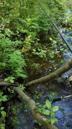 #рыбалка #спиннинг #форель | А на что ты готов ради трофея? |