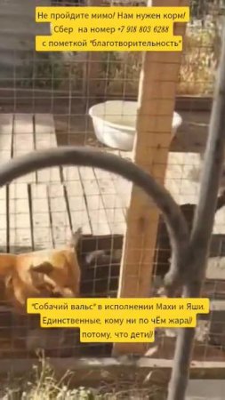 НАС100=99хвостиков+1человек!