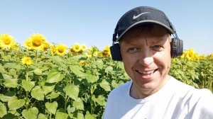 Ромашки и подсолнухи 🌻 !!! Утро понедельника,забег вдоль поля с подсолнухами 🌻 ! #счастье #утро