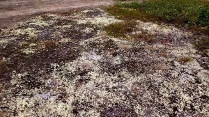 Поход за грибами с внучкой