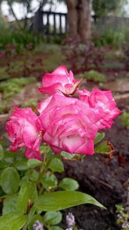 🌹🌹🌹🌹🌹🌹🌹