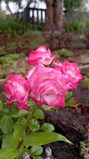 🌹🌹🌹🌹🌹🌹🌹