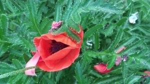 МАКИ пчелы шмели- симметрии красоты- жизнь ПЧЕЛЫ -дорога цветов