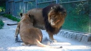 Найтирия провоцирует льва Ричарда, а он, как настоящий царь совершенно спокоен!