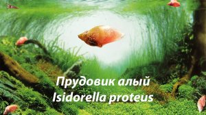 Прудовик алый / Isidorella proteus