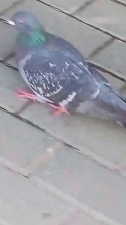The pigeon.