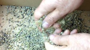 #9 Как получить свои семена лука эксибишен | Выделяю семена