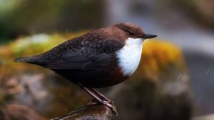 Пение птиц. Птицы. Природа. Пение птицы Оляпка для гармонии