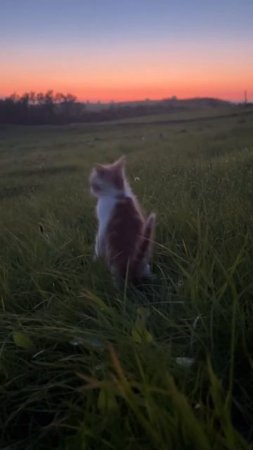 #котик
#рек