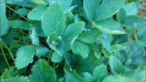 Клубника на опилках без ухода.