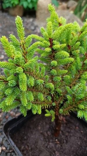 Ель аянская Чайнис Марл ( Picea jezoensis Chinese Marl ).