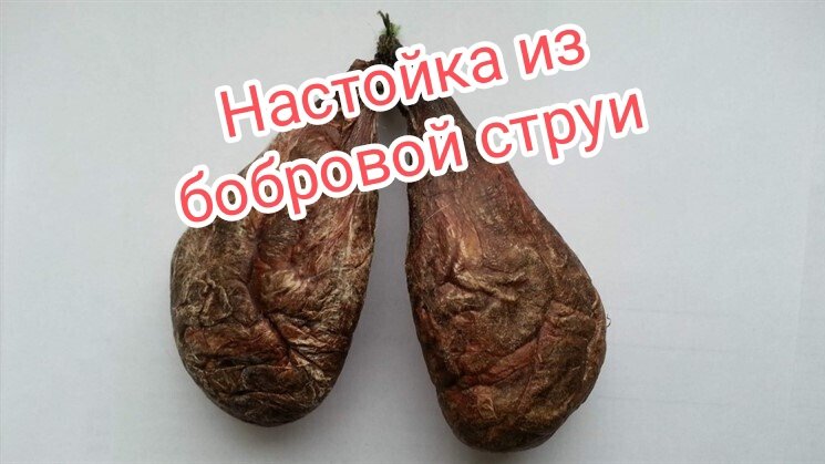 Настойка из бобровой струи.